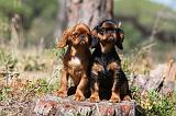 KING CHARLES SPANIEL 116
